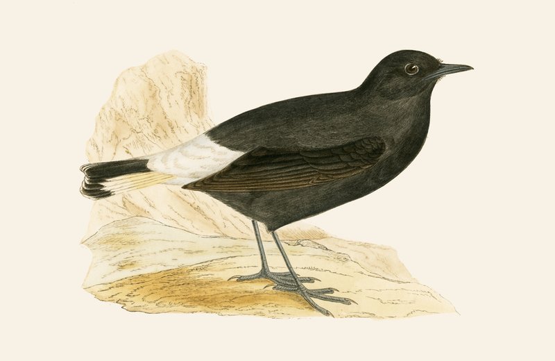 Black Wheatear, ilustrace z „Historie ptáků Evropy nepozorovaných na Britských ostrovech“ od Charlese Roberta Bree (1811-86), vydáno 1867 od English School