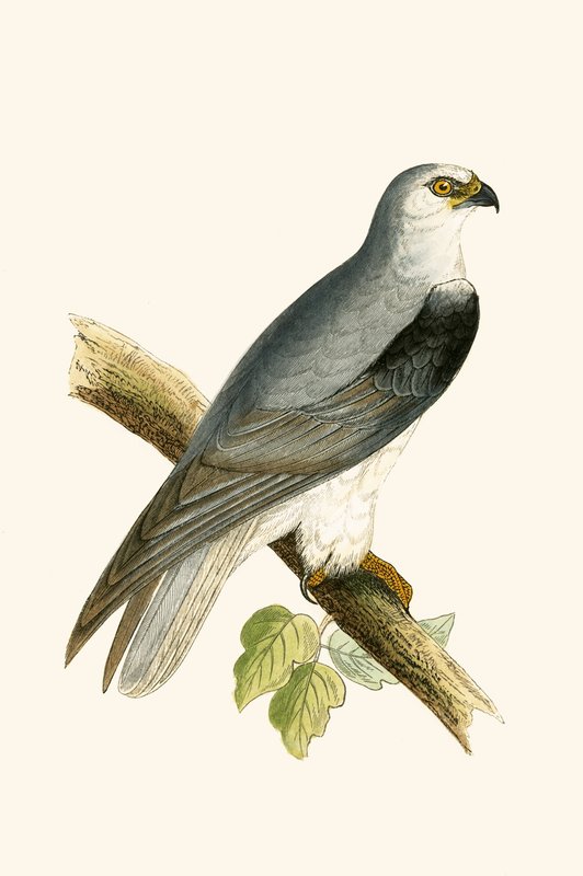 Černý okřídlený drak, ilustrace z „Historie ptáků Evropy nepozorovaných na Britských ostrovech“ od Charlese Roberta Bree (1811-86), vydáno 1867 od English School