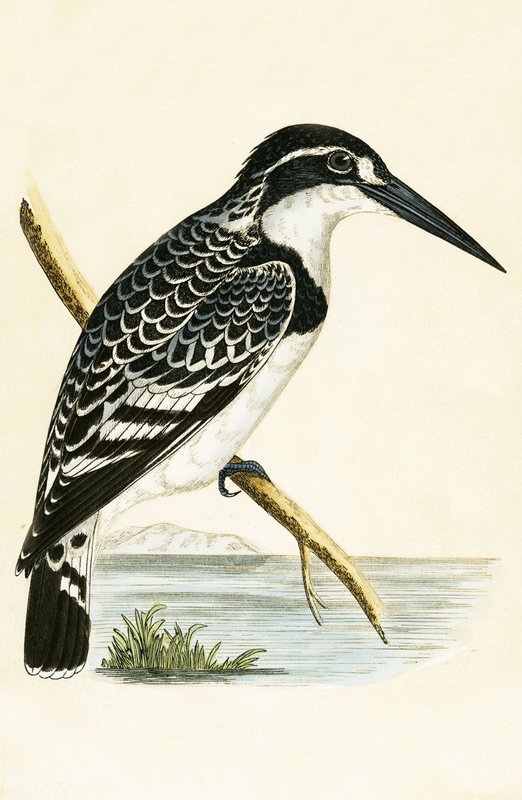 Černobílý ledňáček říční, ilustrace z „Historie ptáků Evropy nepozorovaných na Britských ostrovech“ od Charlese Roberta Bree (1811-86), vydáno 1867 od English School