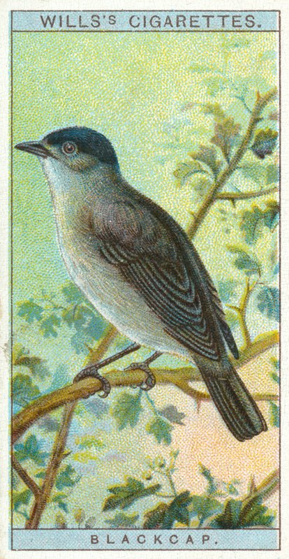 Blackcap od English School