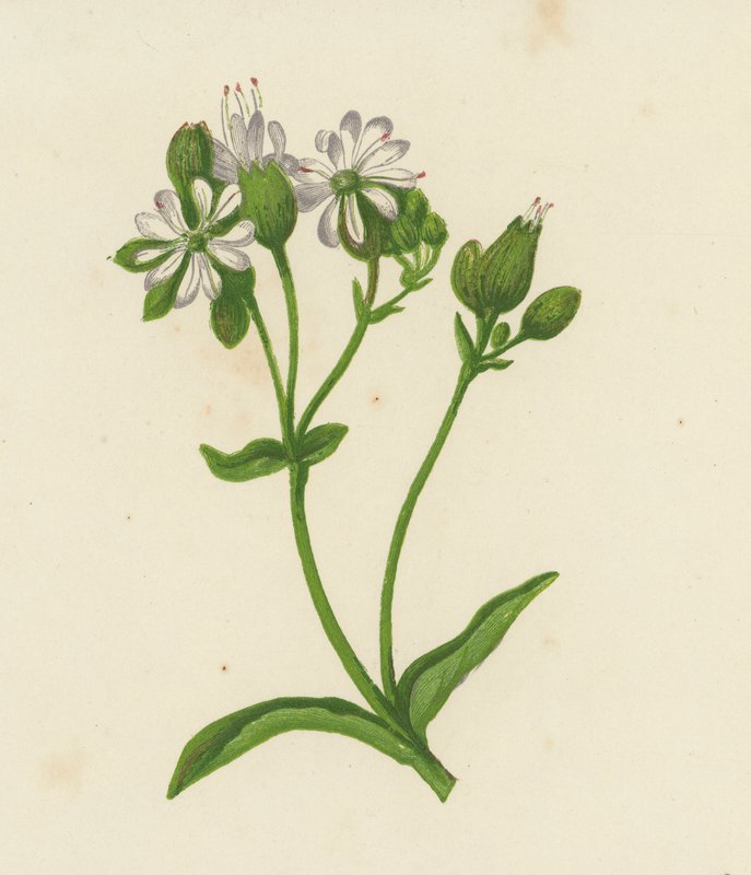 Močový měchýř Campion nebo Catchfly, Silene Inflata (barevná lito) od English School