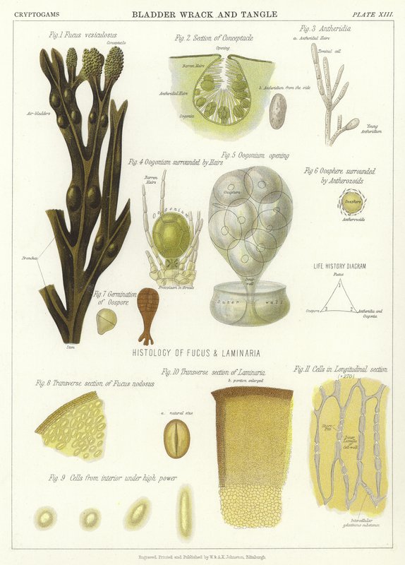 Bladderwrack and Tangle od English School