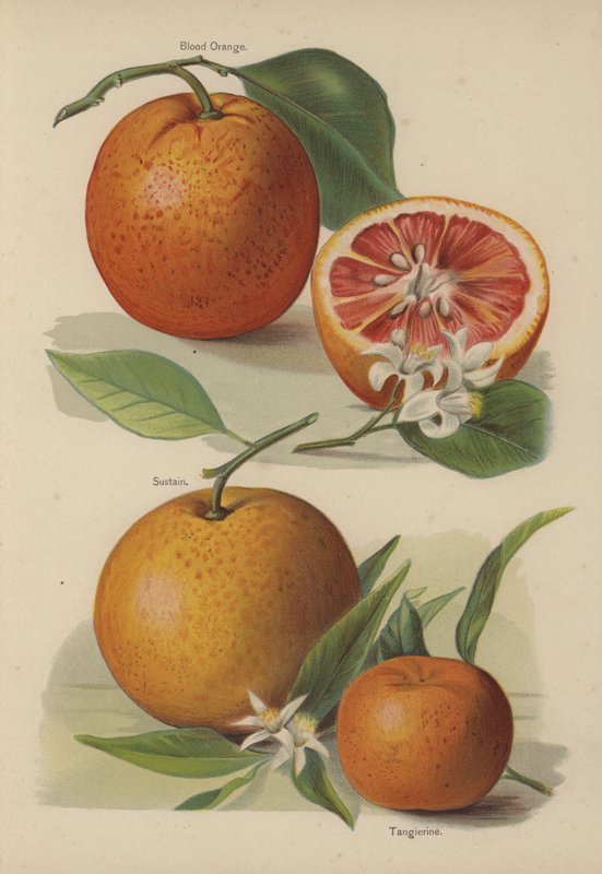 Krvavý pomeranč, Sustain, Tangierine od English School