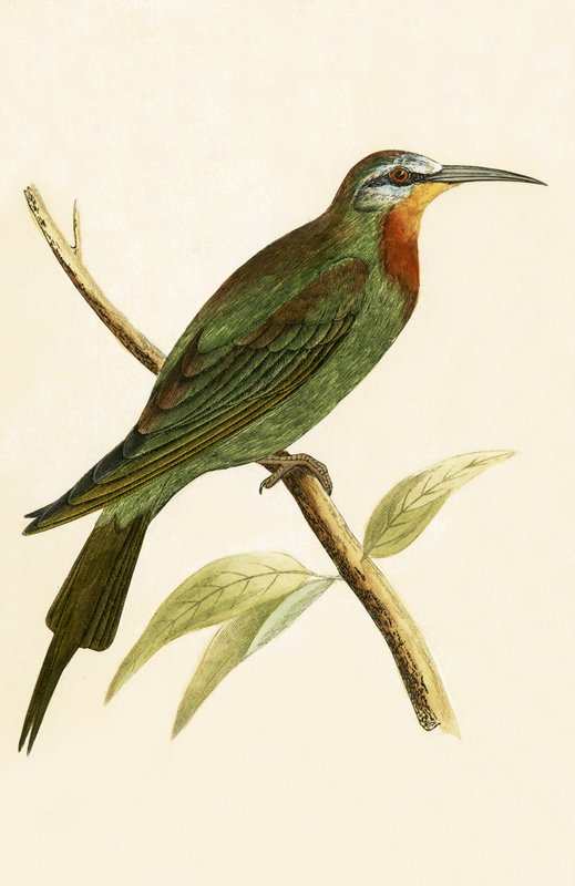 Blue Cheeked Bee Eater, ilustrace z „Historie ptáků Evropy, která nebyla pozorována na Britských ostrovech“ od Charlese Roberta Bree (1811-86), vydáno 1867 od English School