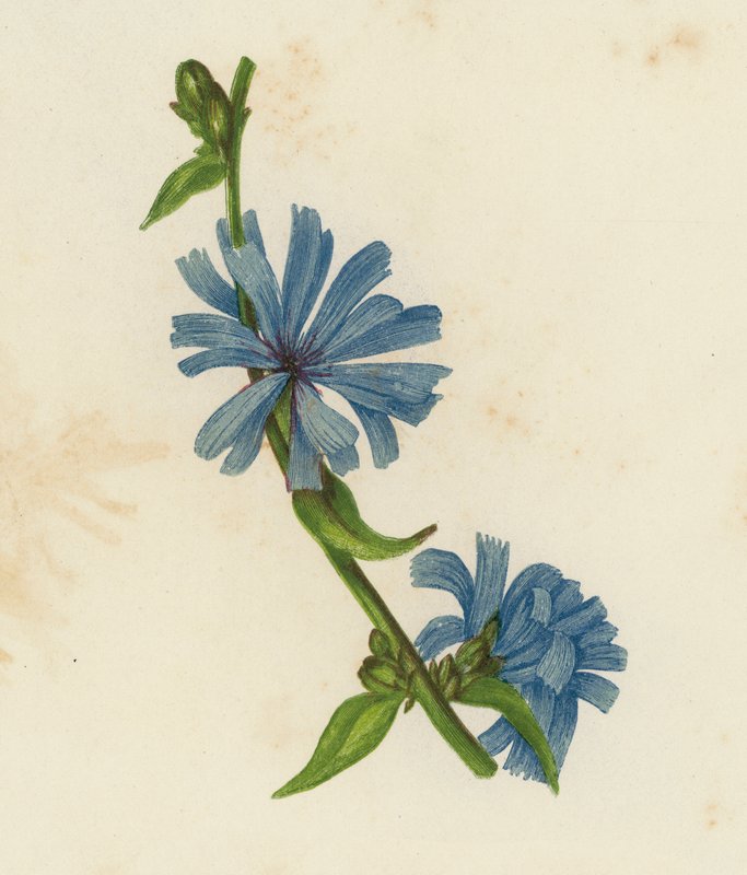 Modrá suknice, Cichorium Intybus (barevná litografie) od English School