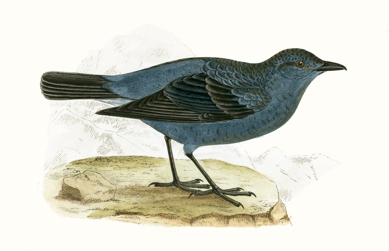 Modrý drozd, ilustrace z „Historie ptáků Evropy nepozorovaných na Britských ostrovech“ od Charlese Roberta Bree (1811-86), vydáno 1867 od English School