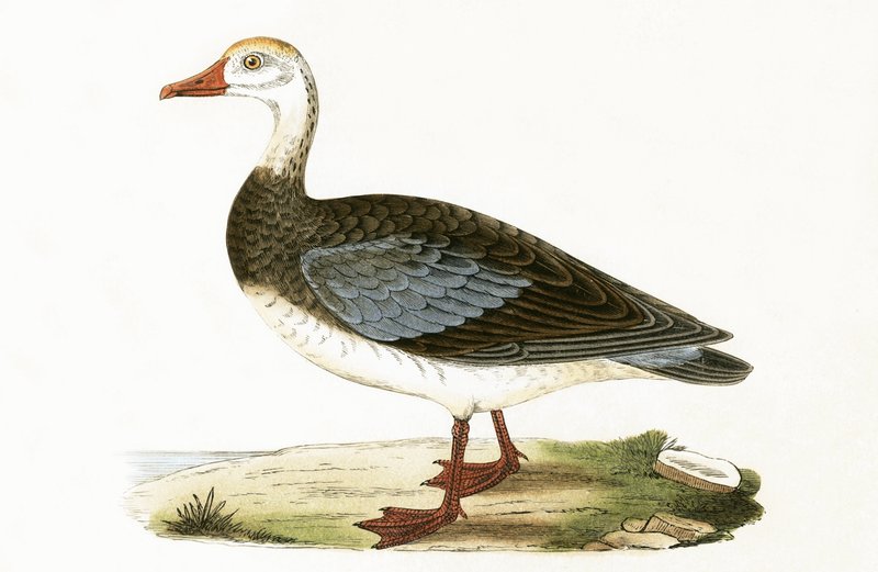 Modrá okřídlená husa, ilustrace z „Historie ptáků Evropy nepozorovaných na Britských ostrovech“ od Charlese Roberta Bree (1811-86), vydáno 1867 od English School