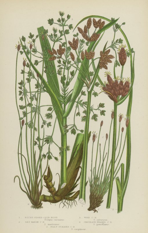 Klubovka tupohlavá, Klubovka slanomilná, Klubovka lesní, Klubovka čokoládová, Klubovka šupinatá (barevná litografie) od English School