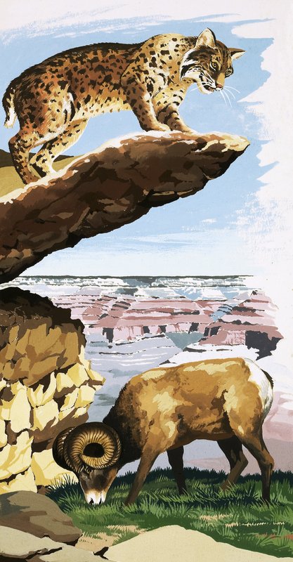 Bobcat a Bighorn ovce v národním parku Grand Canyon od English School