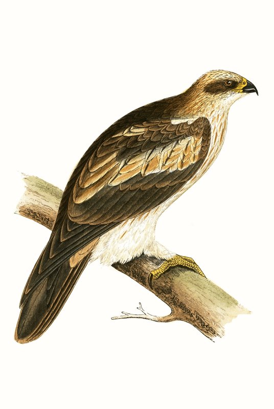 Orel mořský, ilustrace z knihy "A History of the Birds of Europe Not Observed in the British Isles" od Charlese Roberta Bree (1811-86), vydáno 1867. od English School