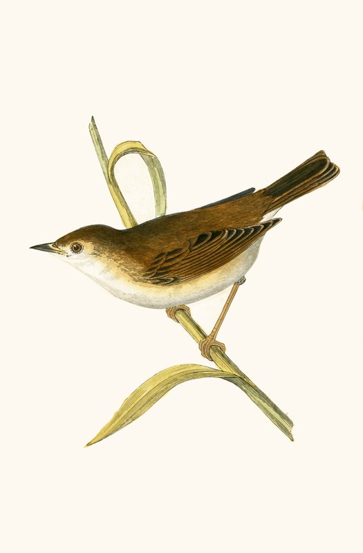 Booted Reed Warbler, ilustrace z „Historie ptáků Evropy, která nebyla pozorována na Britských ostrovech“ od Charlese Roberta Bree (1811-86), vydáno 1867 od English School