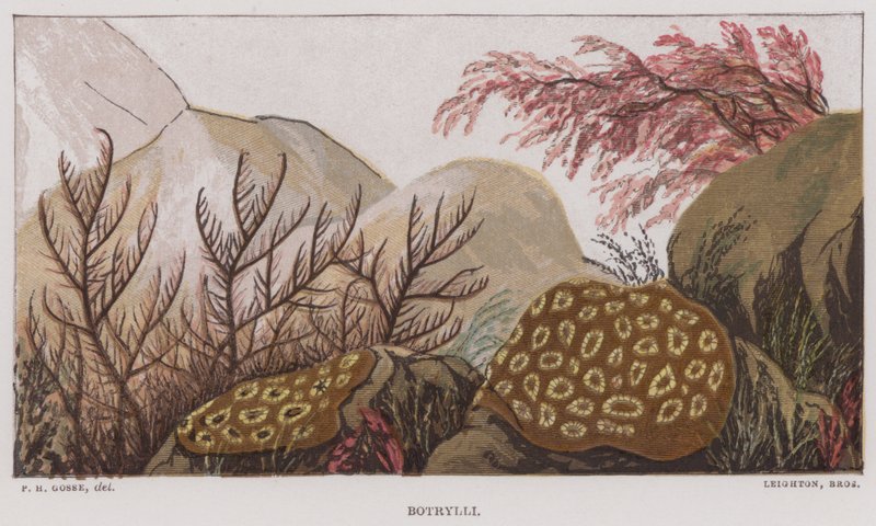 Botrylli (barevné lito) od English School