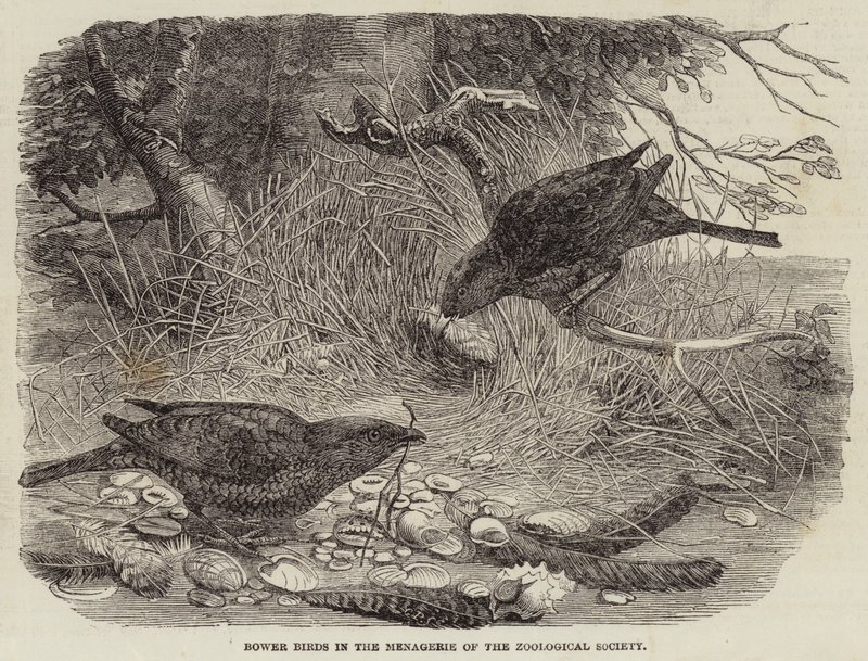 Bower Birds ve zvěřinci zoologické společnosti (rytina) od English School