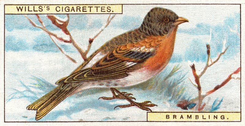 Brambling od English School