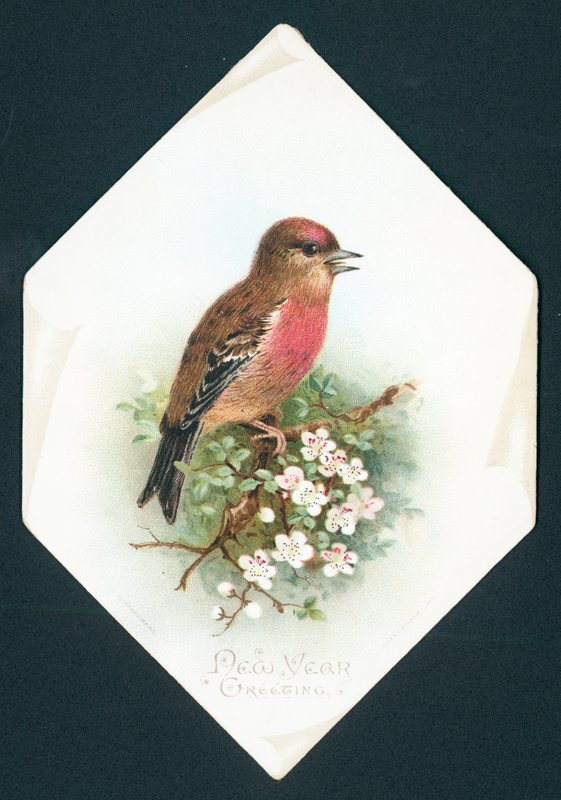 Brambling, novoroční přání od English School