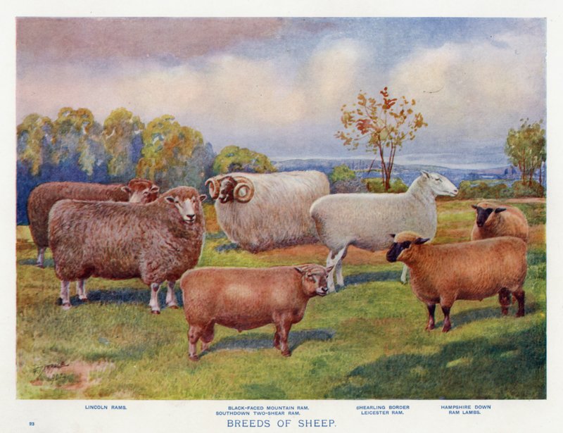 Plemena ovcí (barva litho) od English School