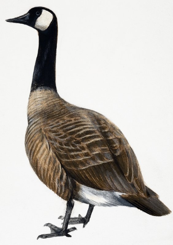 Brent Goose od English School