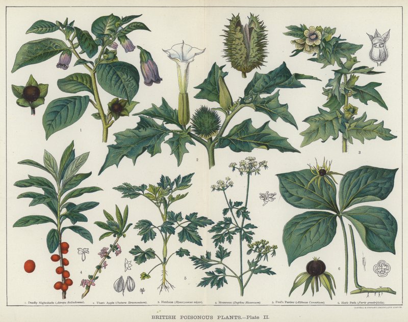 Britské jedovaté rostliny (barva litho) od English School