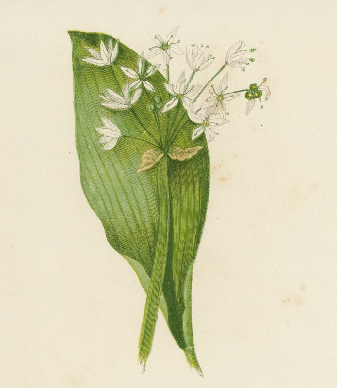 Česnek širokolistý, neboli výkupné, Allium Ursinum (barevná litografie) od English School