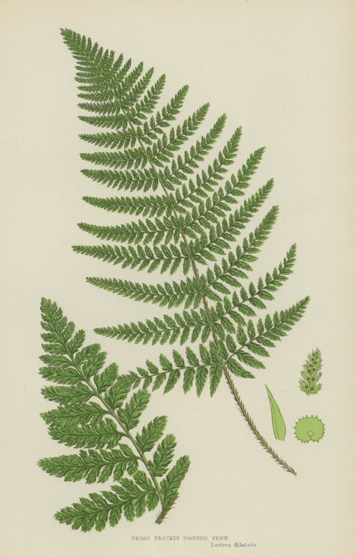 Kapradina širokozobá (barevná litografie) od English School