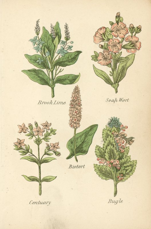 Brook Lime, Soap Wort, Bistort, Centuary, Bugle (barevná litografie) od English School