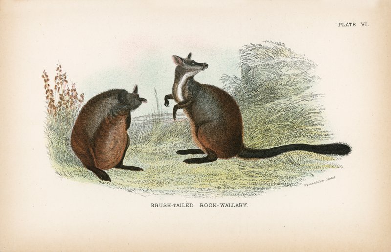 Brush-Tailed Rock-Wallaby od English School