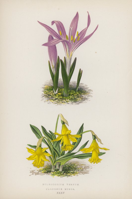 Bulbocodium Vernum; Narcissus Minor (barevná litografie) od English School