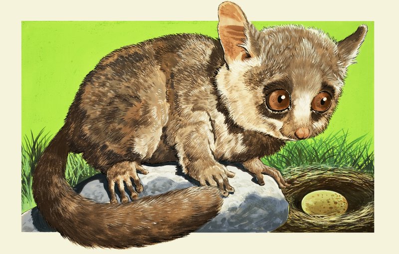 Bush Baby od English School