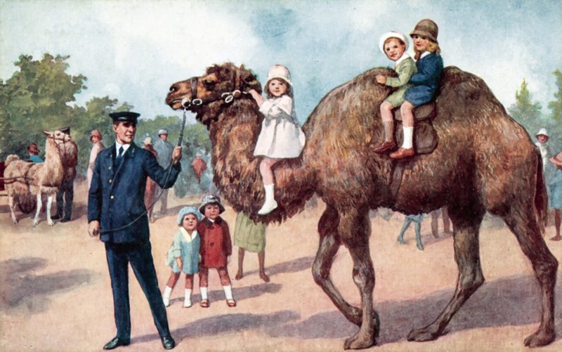 Velbloud nesoucí děti, Londýnská zoo (barevné lito) od English School