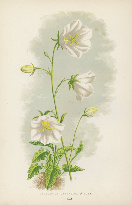Campanula Carpatica B Alba (barva lito) od English School
