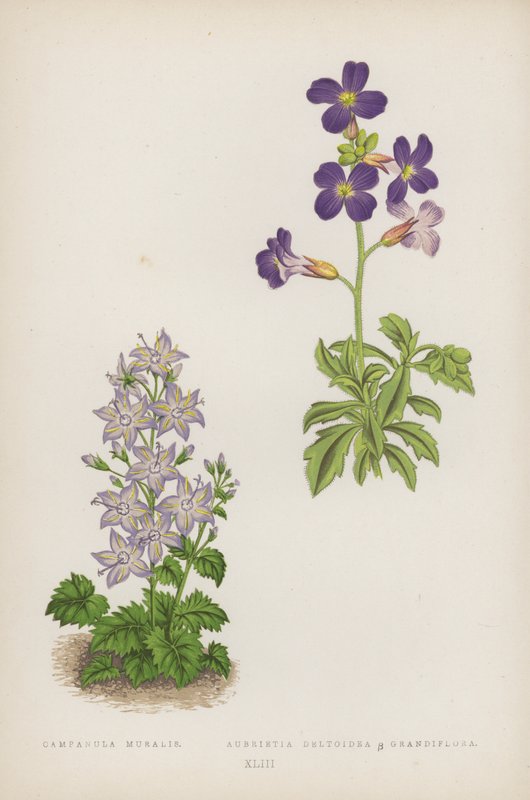 Campanula Muralis; Aubrietia Deltoidea B Grandiflora (barva lito) od English School
