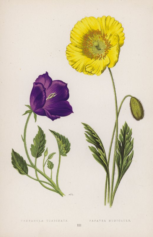 Campanula Turbinata; Papaver Nudicaule (barevné lito) od English School