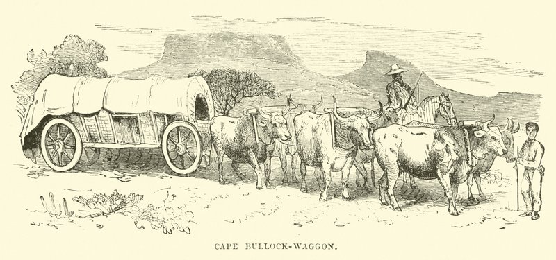 Vagón Cape Bullock od English School