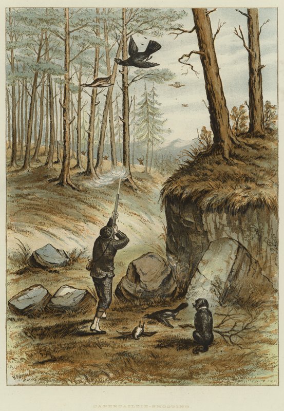 Capercailzie-Shooting (chromolitho) od English School