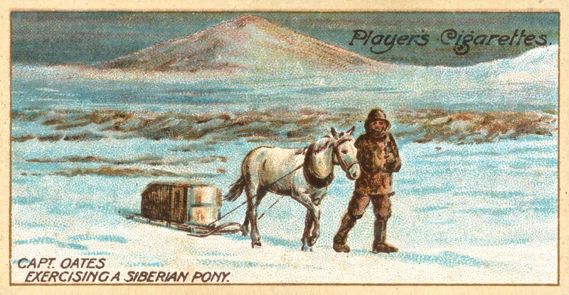 Kapitán Oates cvičí sibiřského poníka (chromolitho) od English School