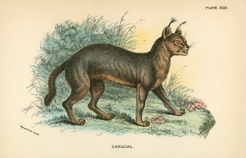 Caracal od English School