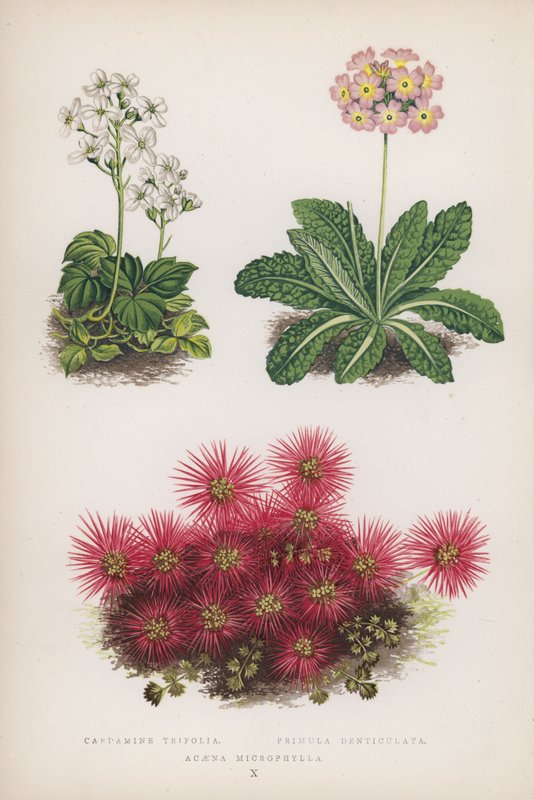 Cardamine Trifolia; Primula Denticulata; Acaena Microphylla (barevná litografie) od English School