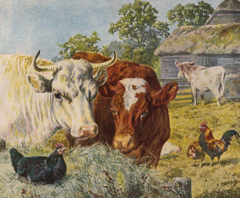 Skot a kuřata (barva litho) od English School