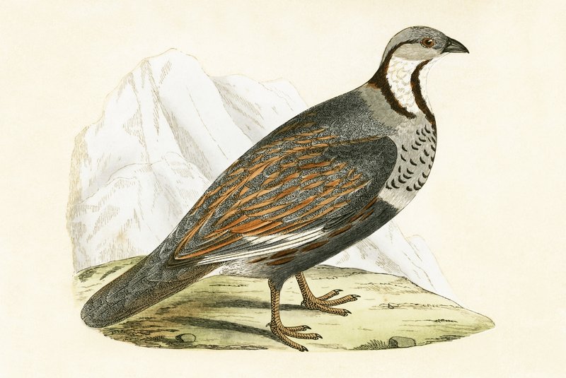 Kavkazská sněžná koroptev, ilustrace z knihy „Historie ptáků Evropy nepozorovaných na Britských ostrovech“ od Charlese Roberta Bree (1811-86), vydáno 1867 od English School