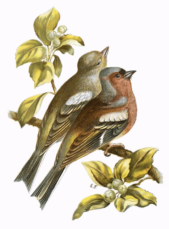 Chaffinches od English School