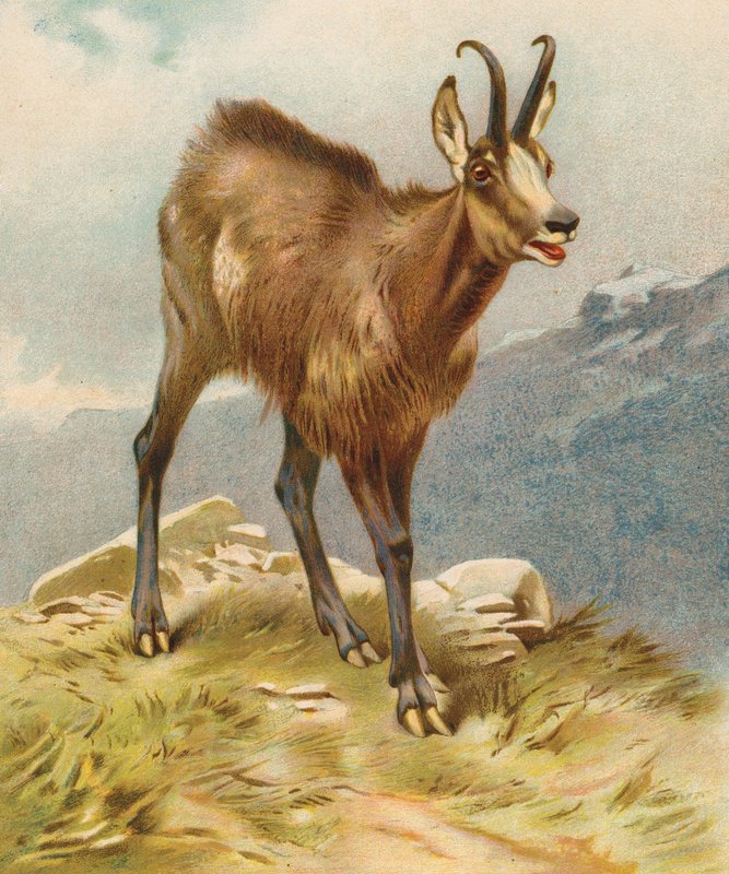 Kamzík (barevná litografie) od English School
