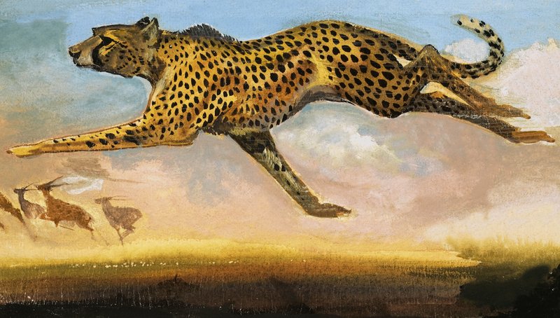 Gepard od English School