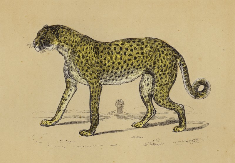 Chetah (barevná litografie) od English School