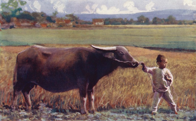 Děti Číny: Dítě vedoucí buvola (barevná litografie) od English School