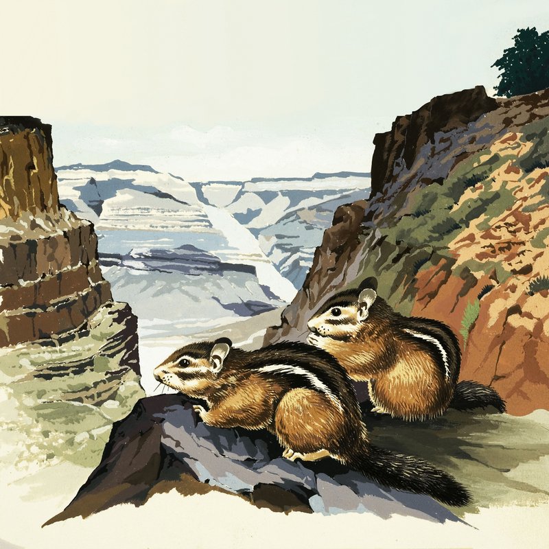 Chipmunkové v národním parku Grand Canyon od English School