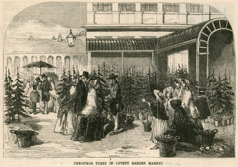Vánoční stromky na trhu Covent Garden, Londýn od English School