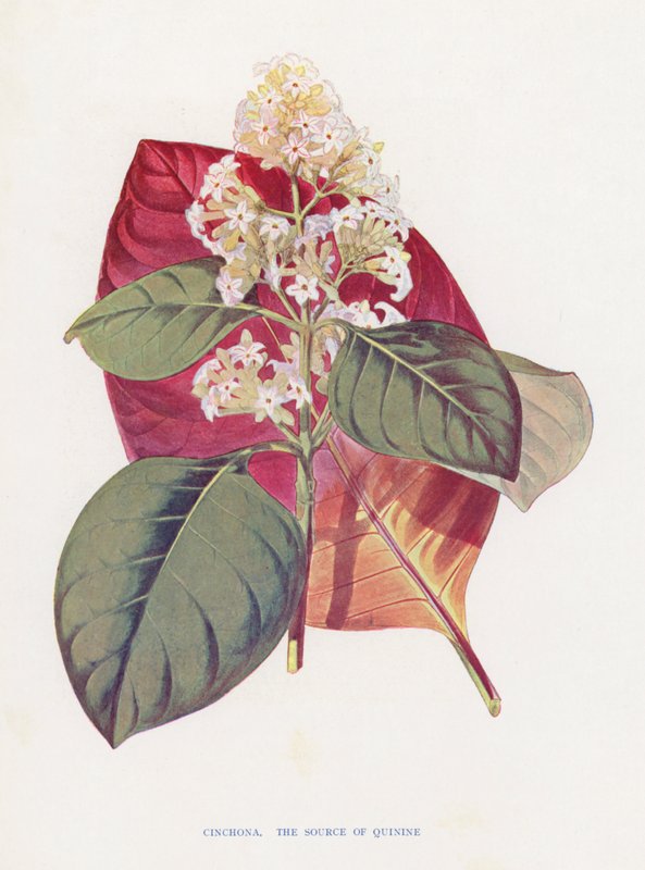 Cinchona (barevná litografie) od English School