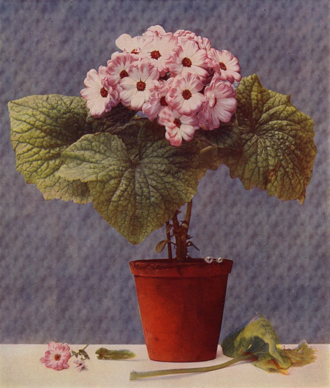 Cineraria (hlubotisk) od English School