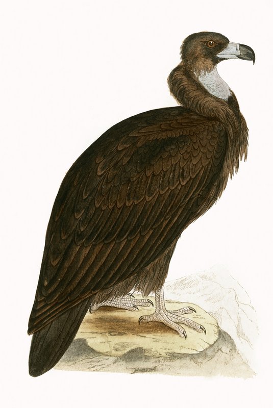 Cinereous Vulture, ilustrace z „Historie ptáků Evropy nepozorovaných na Britských ostrovech“ od Charlese Roberta Bree (1811-86), vydáno 1867 (barevně lito) od English School