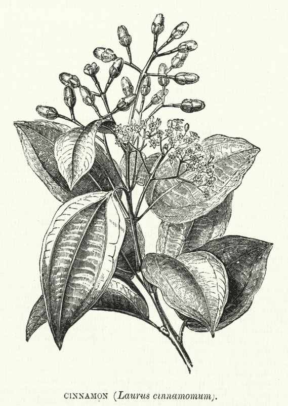Skořice, Laurus cinnamomum (rytina) od English School